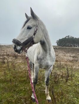 Großrahmige schöne Schimmelstute mit interessanter Abstammung