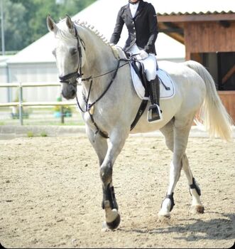 Großrahmiger Wallach zu verkaufen, Katharina Reinwald , Pferd kaufen, Kalsdorf bei Graz