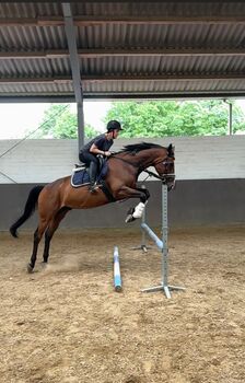 Toller Allrounder Wallach, Stkm 172, 8 Jahre