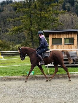 Toller Araber, Anna Bischof, Horses For Sale, Sankt Peter am Kammersberg