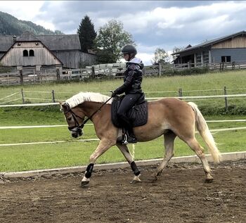 Großer Haflinger Wallach
