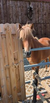 Großer Isländer zu verkaufen