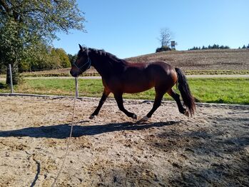 Tolle Norikerstute, Kaser, Horses For Sale, Höhnhart