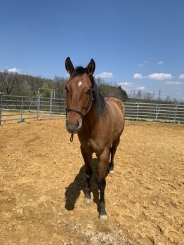 Toller Paint Wallach, Verena, Horses For Sale, Klein-Reinprechtsdorf