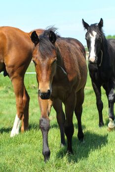 Toller Quarter Horse Hengstjährling mit mega Bewegungen