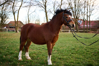 Großer Welsh A Wallach, Hoffmann , Horses For Sale, Brome