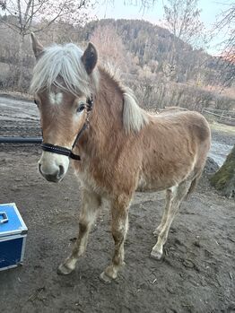 Sternwind, Katrin Pusar, Konie na sprzedaż, Launsdorf
