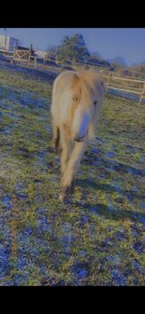 Gypsy cob ponie, Saleema , Pferd kaufen, Rotherham 