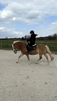 Hackamore WB Krämer