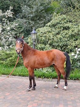 Hackney Pony