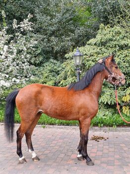 Hackney Pony, Louisa Sandstede , Pferd kaufen, Edewecht