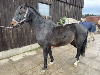 Hackney Pony sucht neuen Wirkungskreis, Stefanie , Horses For Sale, Enger