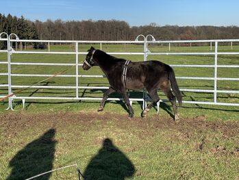 Hackney Pony sucht neuen Wirkungskreis