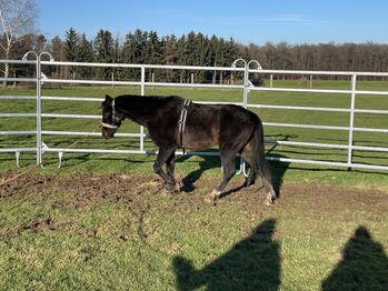 Hackney Pony sucht neuen Wirkungskreis