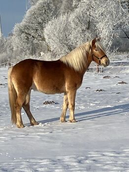 Lieber, talentierter Haflinger-Youngster sucht fördernden Partner, Kerstin Rehbehn (Pferdemarketing Ost), Horses For Sale, Nienburg