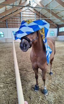 Lieber, kompakter Quarter Horse Wallach in palomino