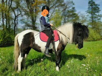 Liebes ausdrucksstarkes Reit- und Kutschpony, Birgit, Horses For Sale, Alfhausen