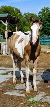Liebe und zutrauliche Paint Horse Stute Fohlen 4/2026