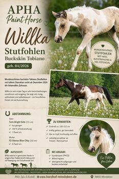 Liebe und zutrauliche Paint Horse Stute Fohlen 4/2026