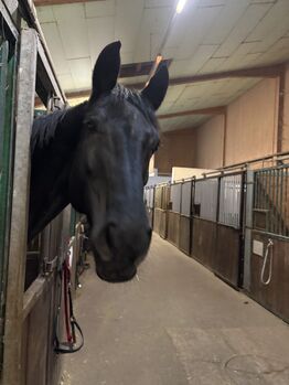 Liebenswerte Oldenburger Stute zu verkaufen