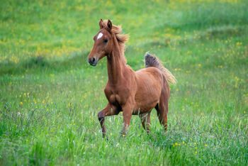 Liebenswerte American Saddlebred Jungstute, Martin Wingenfeld, Horses For Sale, Kierspe