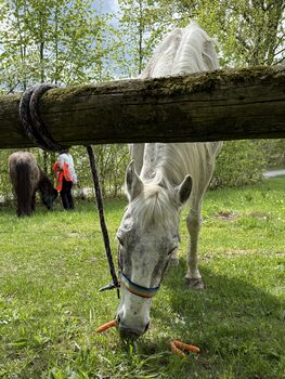 Wanderreit und Bodenarbeits-Pferd, Lusitano-Wallach