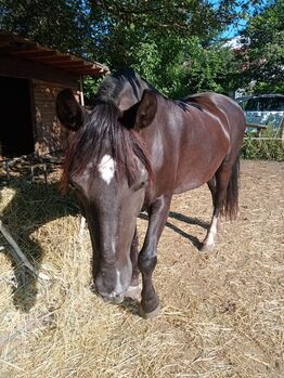 Pferd "Hadra" Polnisches Halbblut, Paul, Horses For Sale, Seefeld-Kadolz