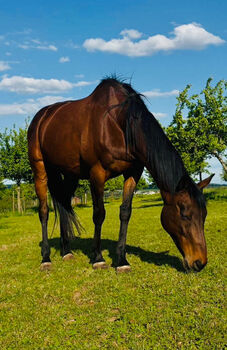 Pferde Stute Vollblut, C N, Horses For Sale, Wittlich
