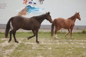Tierschutzpferd Split sucht Zuhause