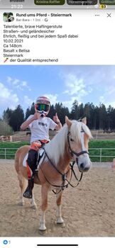Hafistute als Sport oder Freizeitpatnerin, BaPi, Horses For Sale, Sankt Martin am Wöllmißberg