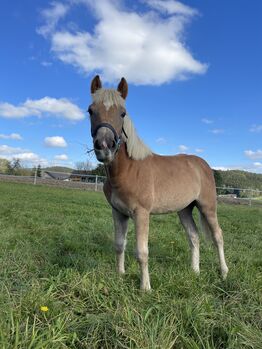 Hafi Stute Viola, Sophie Kneidinger, Horses For Sale, Am Landlberg