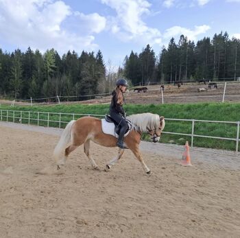 Hafistute als Sport oder Freizeitpatnerin, BaPi, Horses For Sale, Sankt Martin am Wöllmißberg