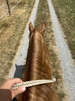 Hafi mix Stute zu Verkaufen