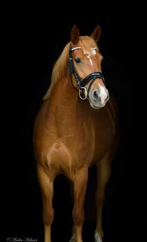 Hafi mix Stute zu Verkaufen, Stephi, Horses For Sale, Bietingen/Sauldorf