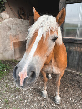 Hafiwallach zu verkaufen, Livia, Horses For Sale, Oberrickenbach