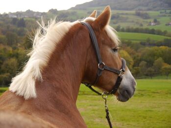 Hafidame sucht neues Zuhause - Beisteller, zur Verfügung?, Annika, Horses For Sale, Bollschweil