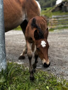 Haflingeraraber Stutfohlen, Kathi, Horses For Sale, Vent