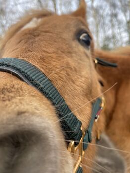 Haflinger Araber Mix ♥️