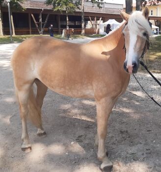 Haflinger Schönheit abstammend von Nordwest x Niko