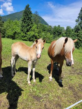 Haflingerhengstfohlen !!, Wolfgang Nepraunig, Horses For Sale, Arnoldstein