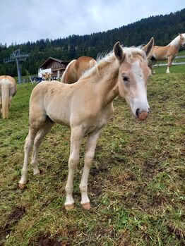 Haflingerhengstfohlen, Fam. Eiter, Horses For Sale, Jerzens