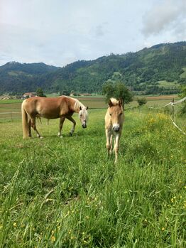 Haflingerhengstfohlen, Heike Staudacher , Horses For Sale, Mittertrixen