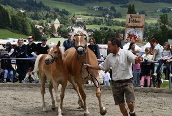 Haflingerhengstfohlen, Karin Steiner , Horses For Sale, St. Georgen ob Judenburg 