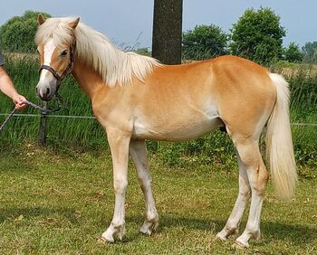 Haflinger Edelblut Hengstjähling, A. Kemper , Pferd kaufen, Vreden 