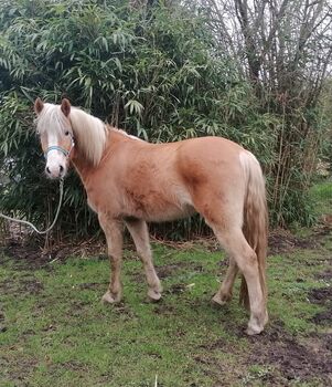 Haflinger Familienpferd, Hans, Pferd kaufen, Blomberg