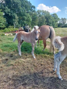 Haflinger Stutfohlen