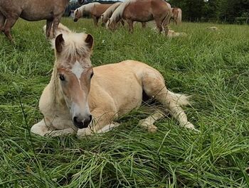 Haflinger Fohlen zu verkaufen