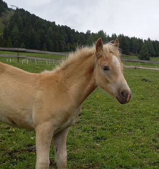 Haflingerhengstfohlen, Fam. Eiter, Horses For Sale, Jerzens