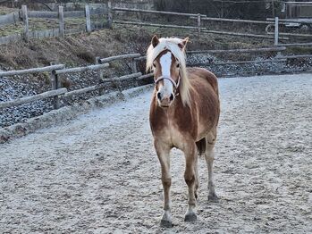 Haflinger Fohlen, Mario Haidinger, Horses For Sale, Rainbach