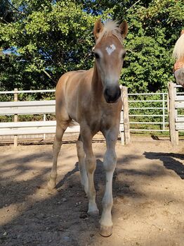 Haflinger-Hengstfohlen, Dumbeck, Horses For Sale, Rauenberg